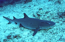Sipadan_2015_Requin corail ou Aileron blanc du lagon_Triaenodon obesus_IMG_2019_rc